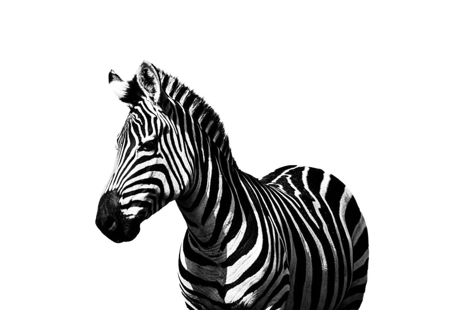 Zebra-110.jpeg