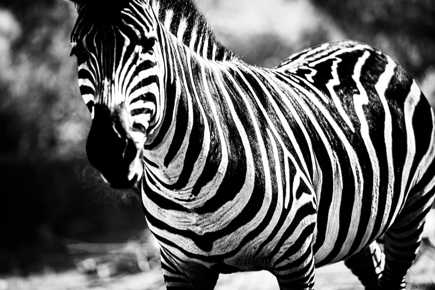 Zebra-112.jpeg