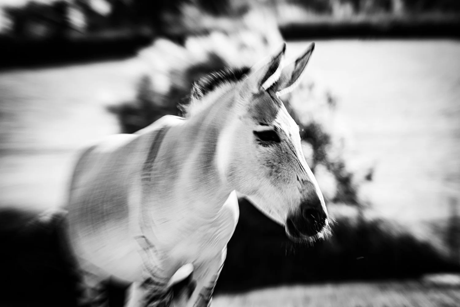 Zebra-113.jpeg