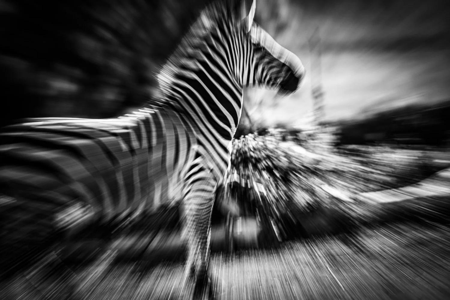 Zebra-115.jpeg