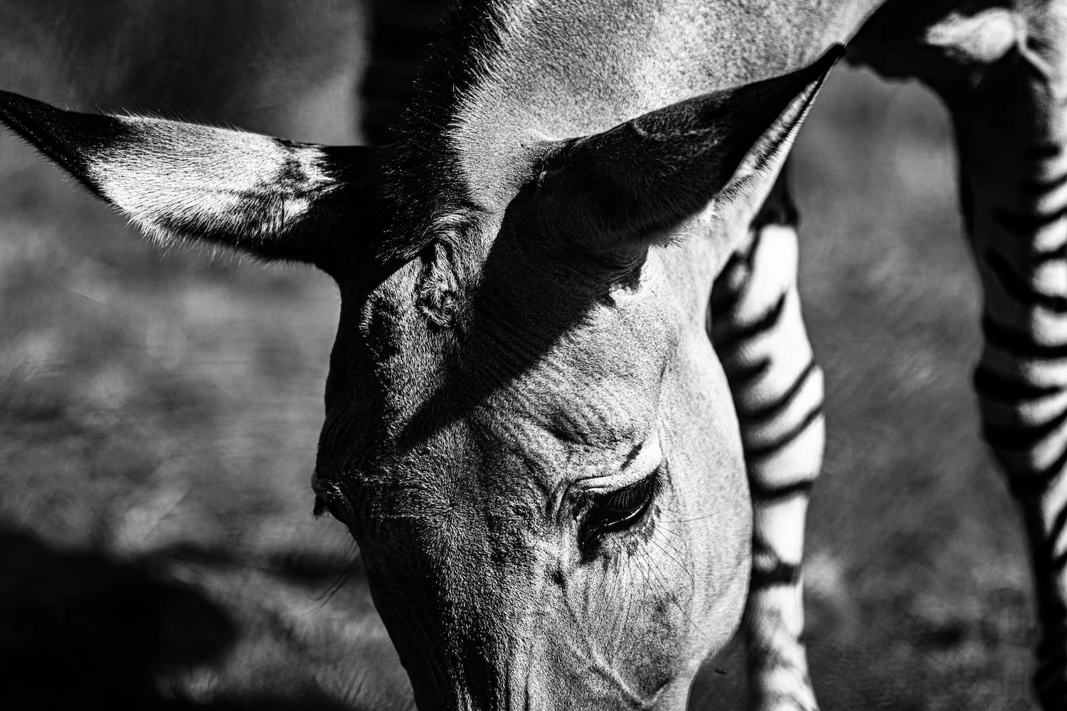 Zebra-46.jpg