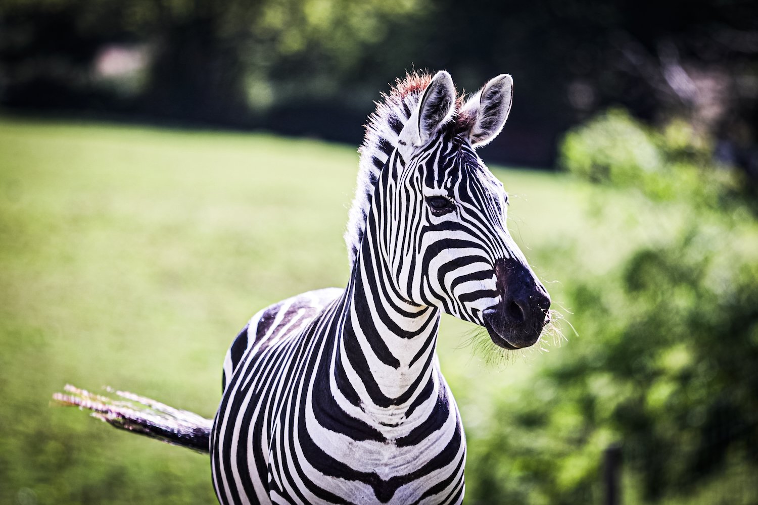 Zebra-6.jpeg