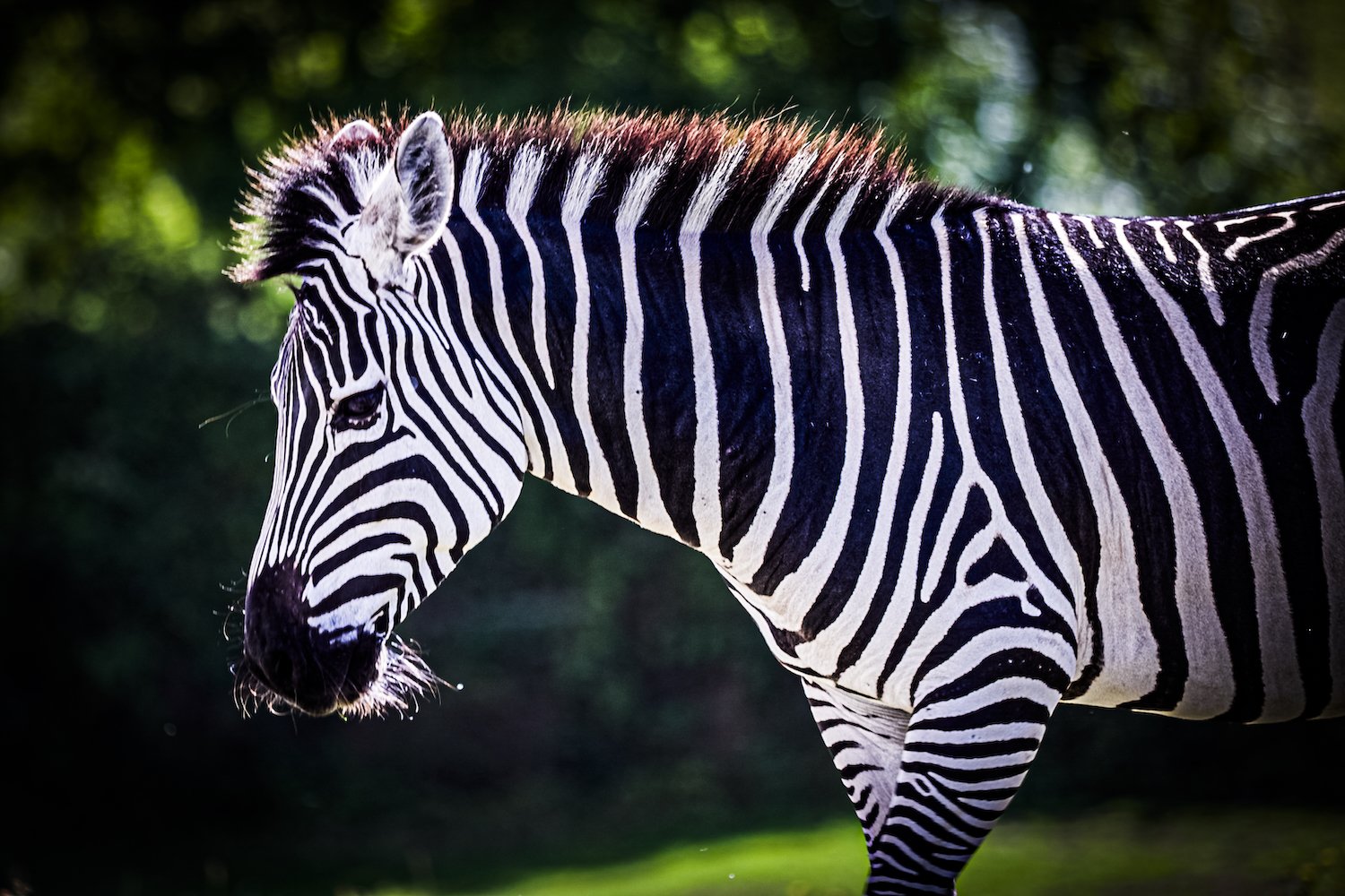 Zebra-5.jpeg