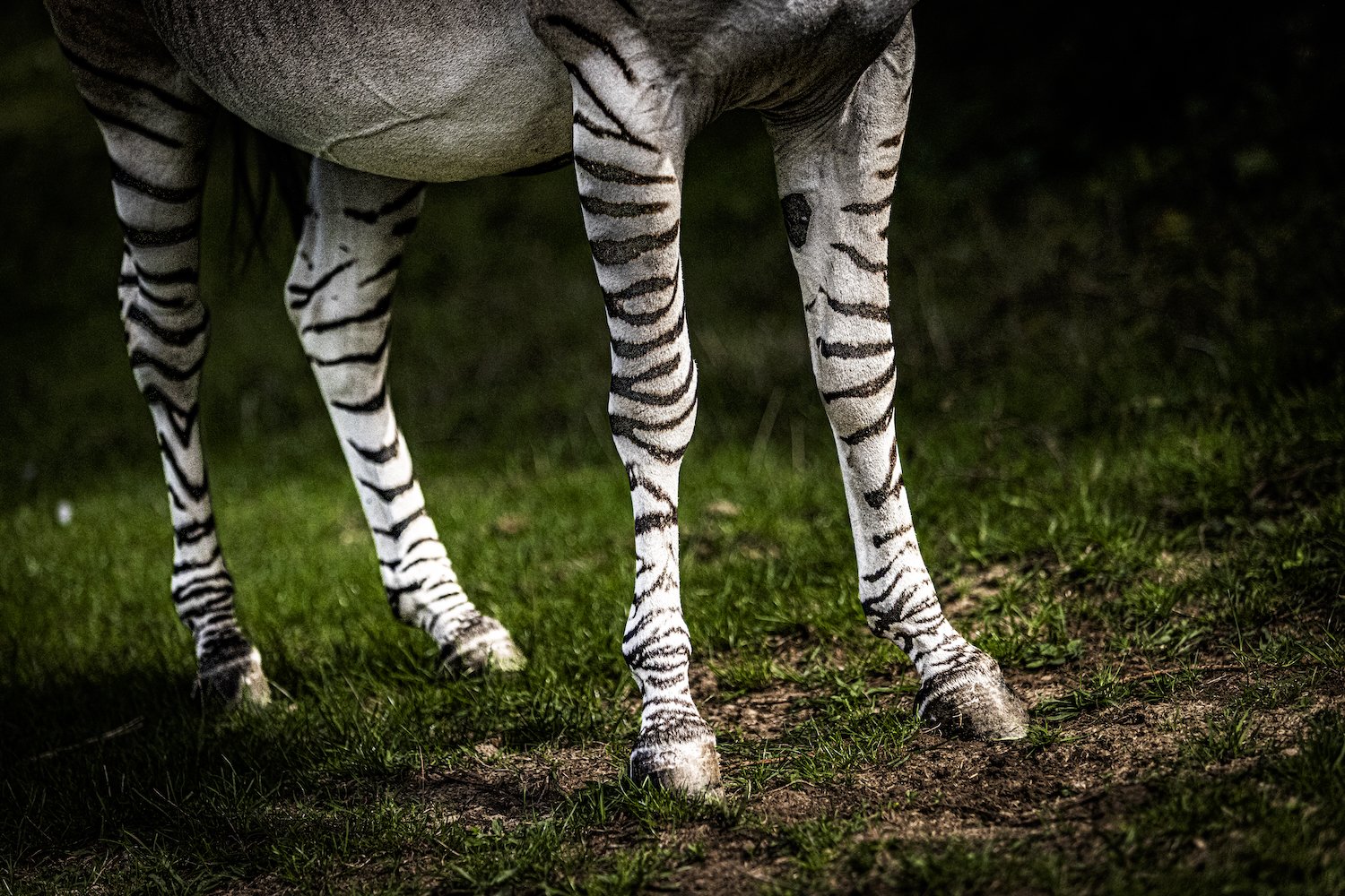 Zebra-8.jpeg