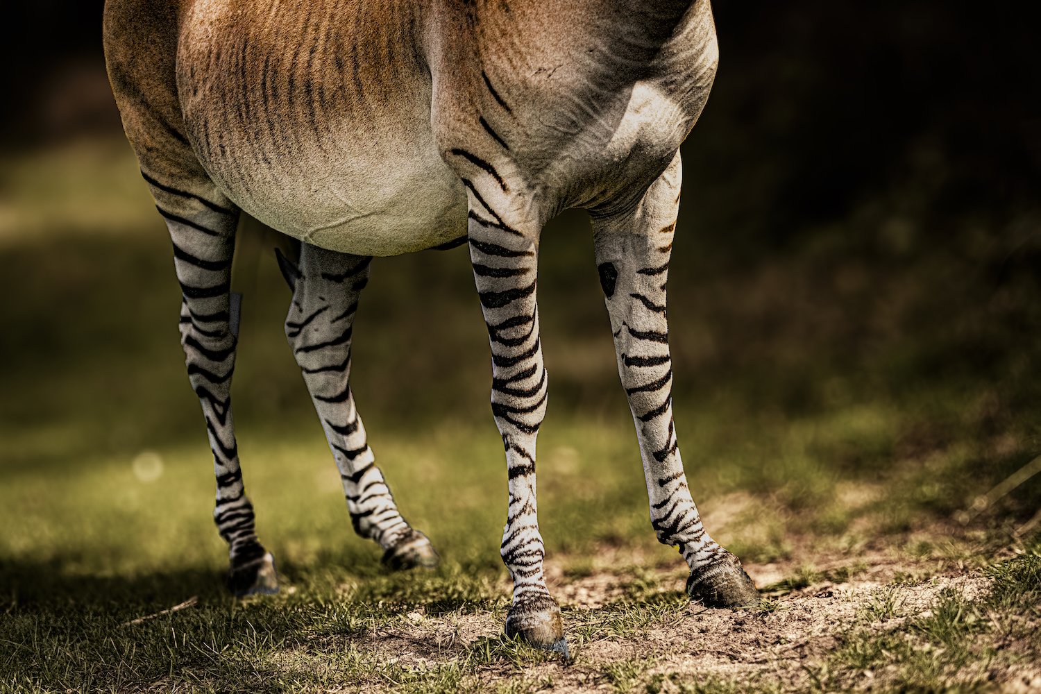 Zebra-9.jpeg