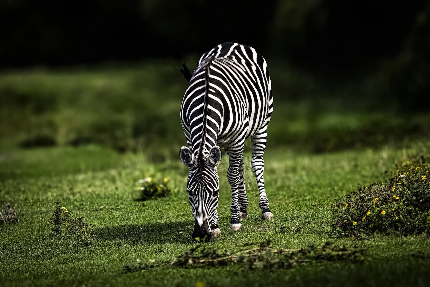 Zebra-12.jpeg