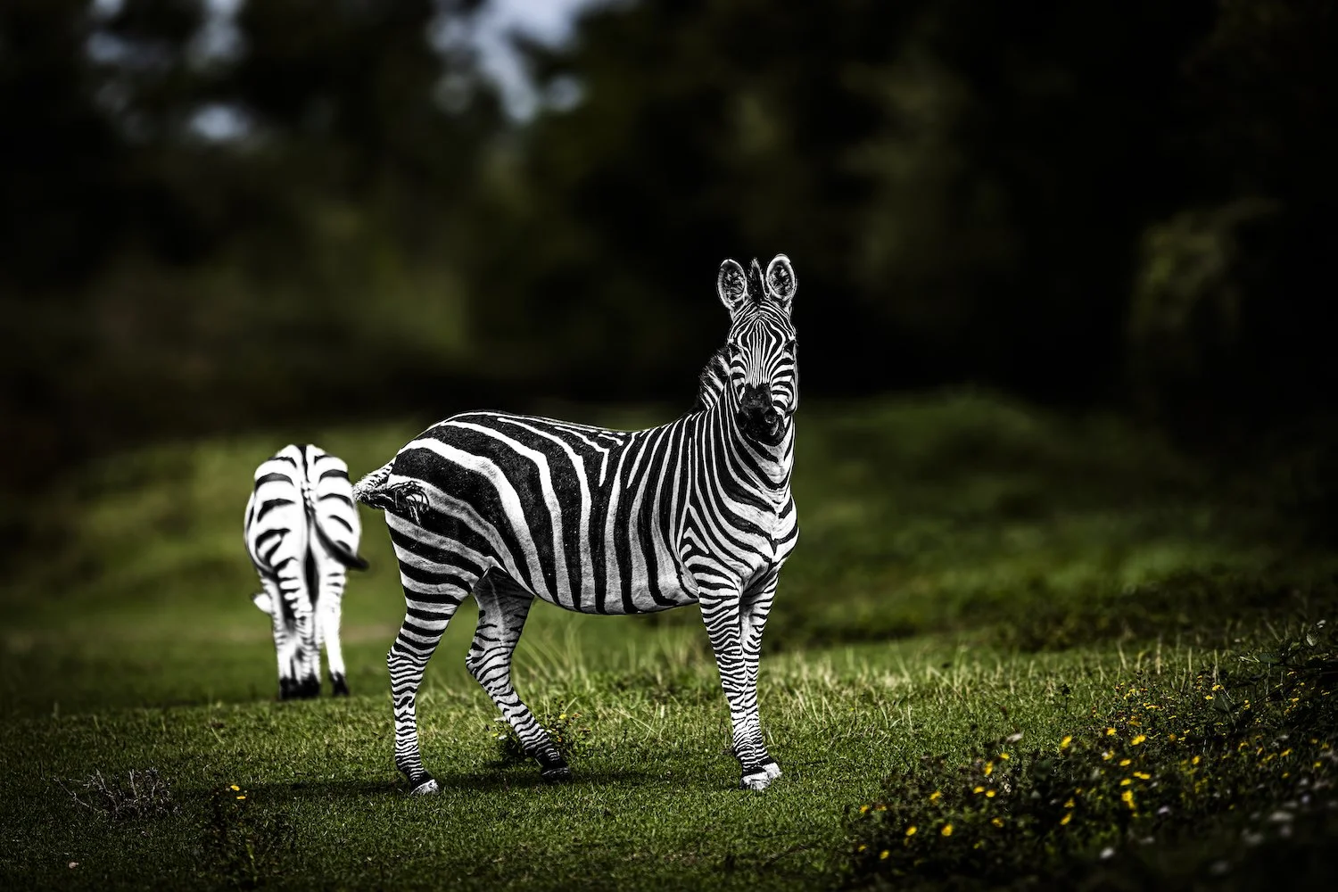 Zebra-15.jpeg