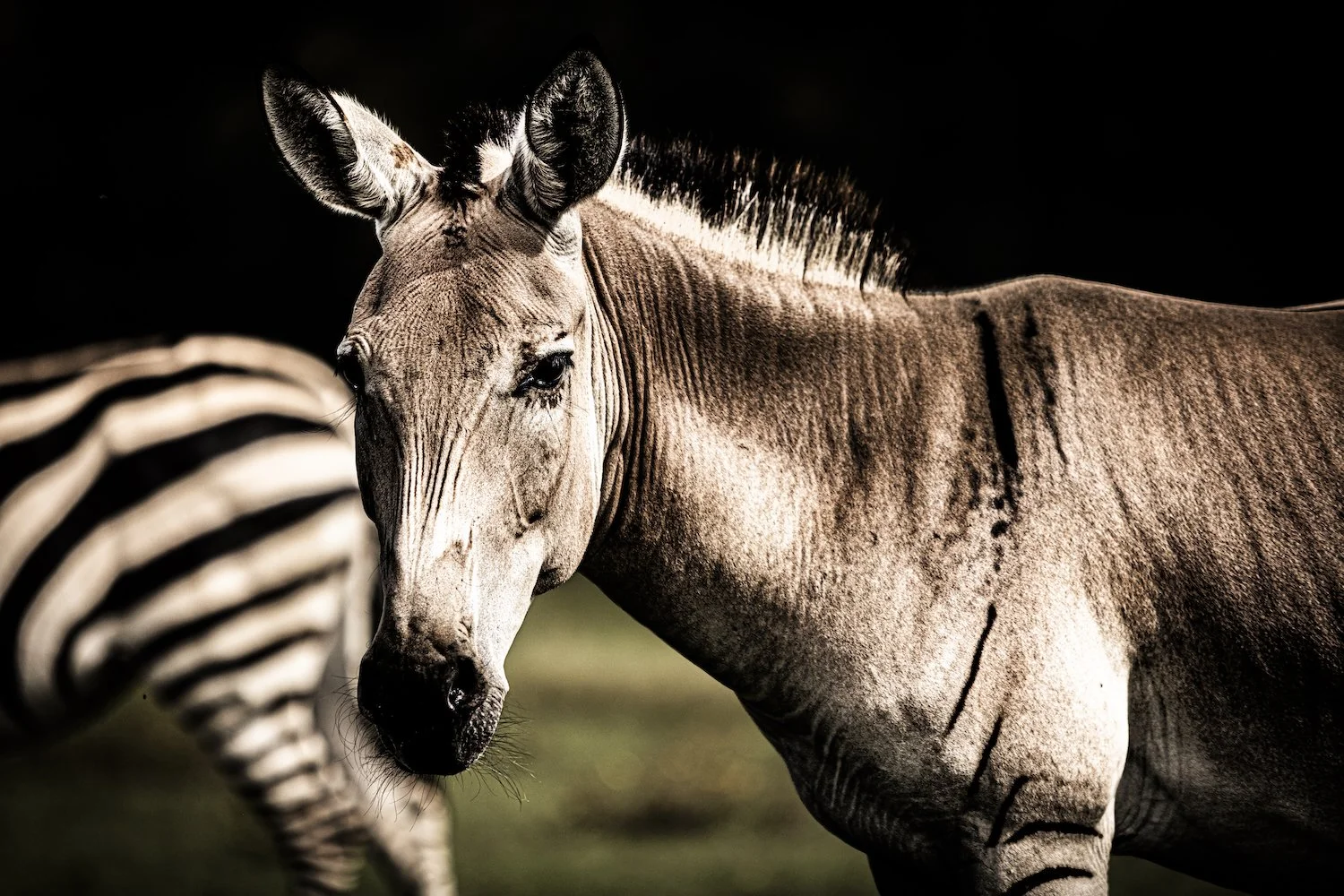 Zebra-19.jpeg