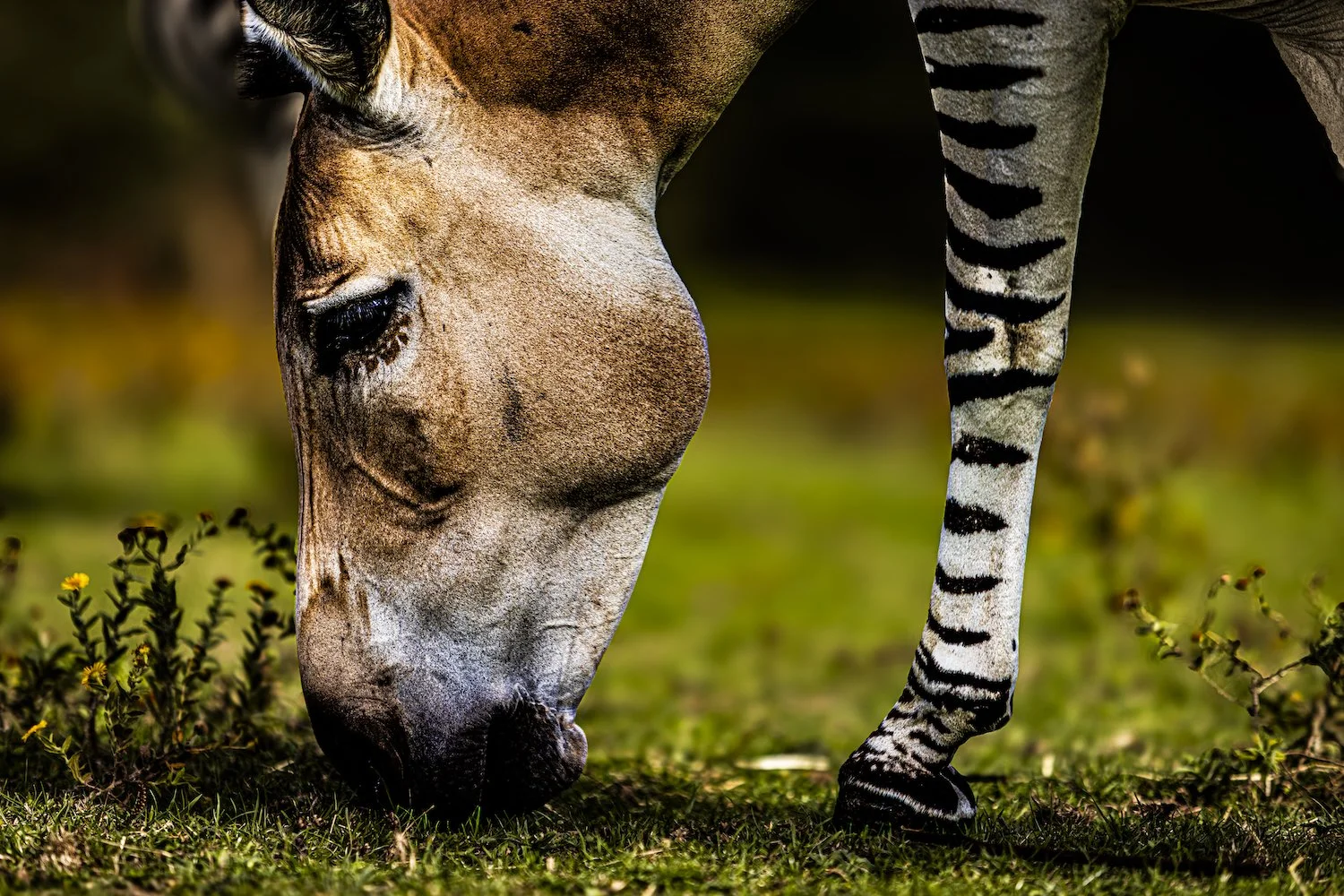 Zebra-18.jpeg