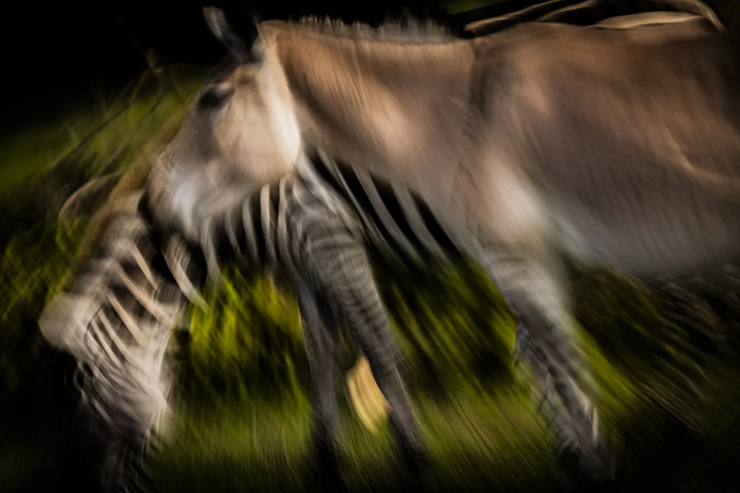 Zebra-24.jpeg