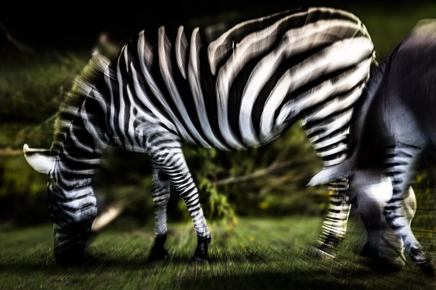 Zebra-25.jpeg