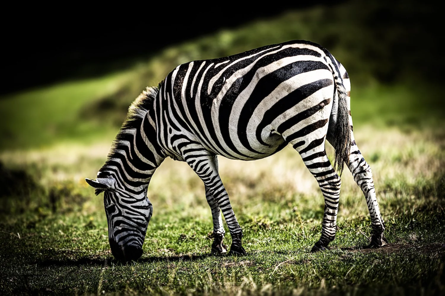 Zebra-26.jpeg