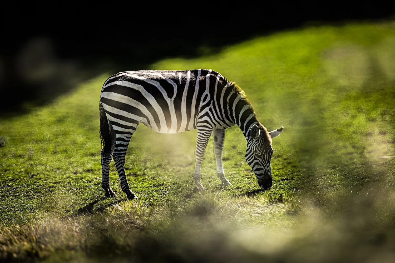 Zebra-30.jpeg