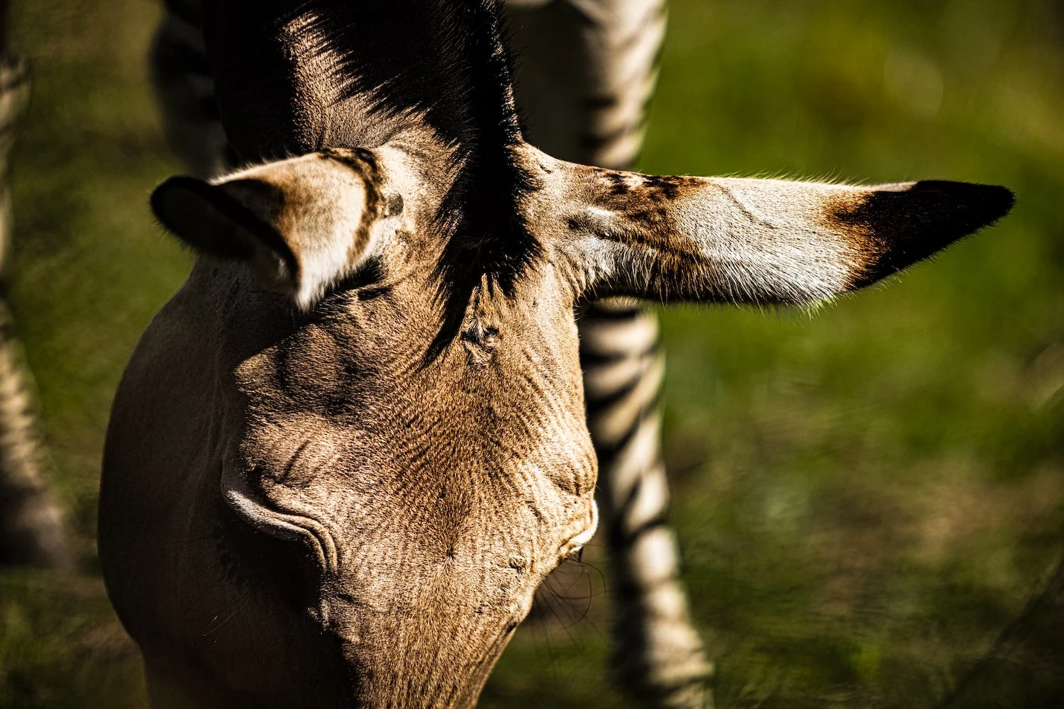 Zebra-45.jpeg