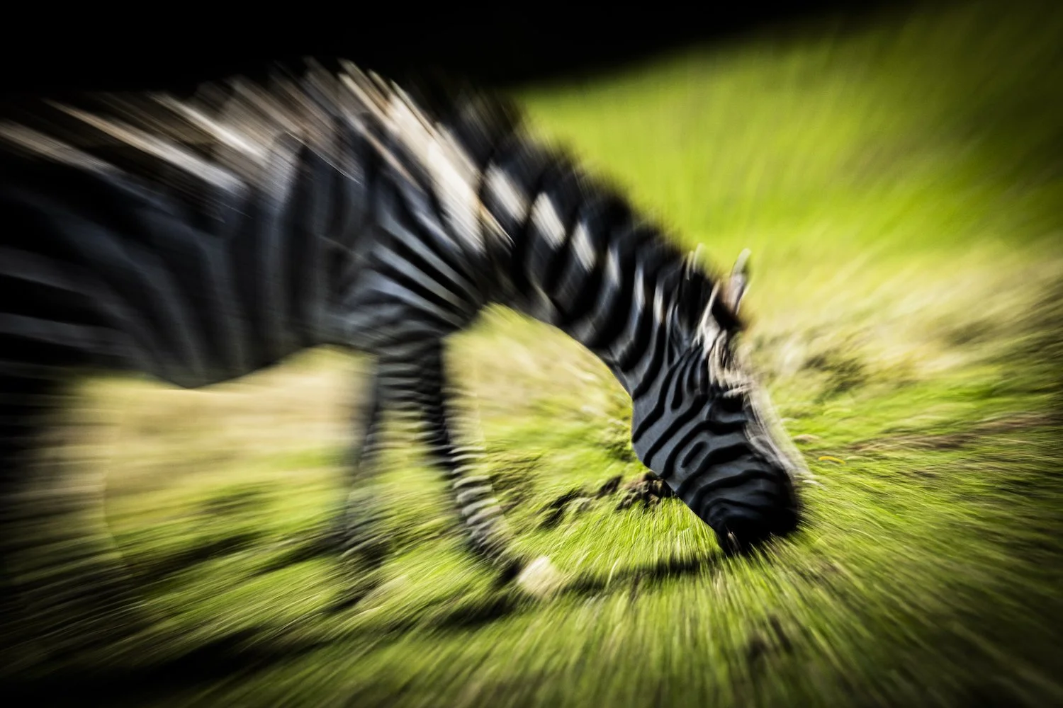 Zebra-53.jpeg
