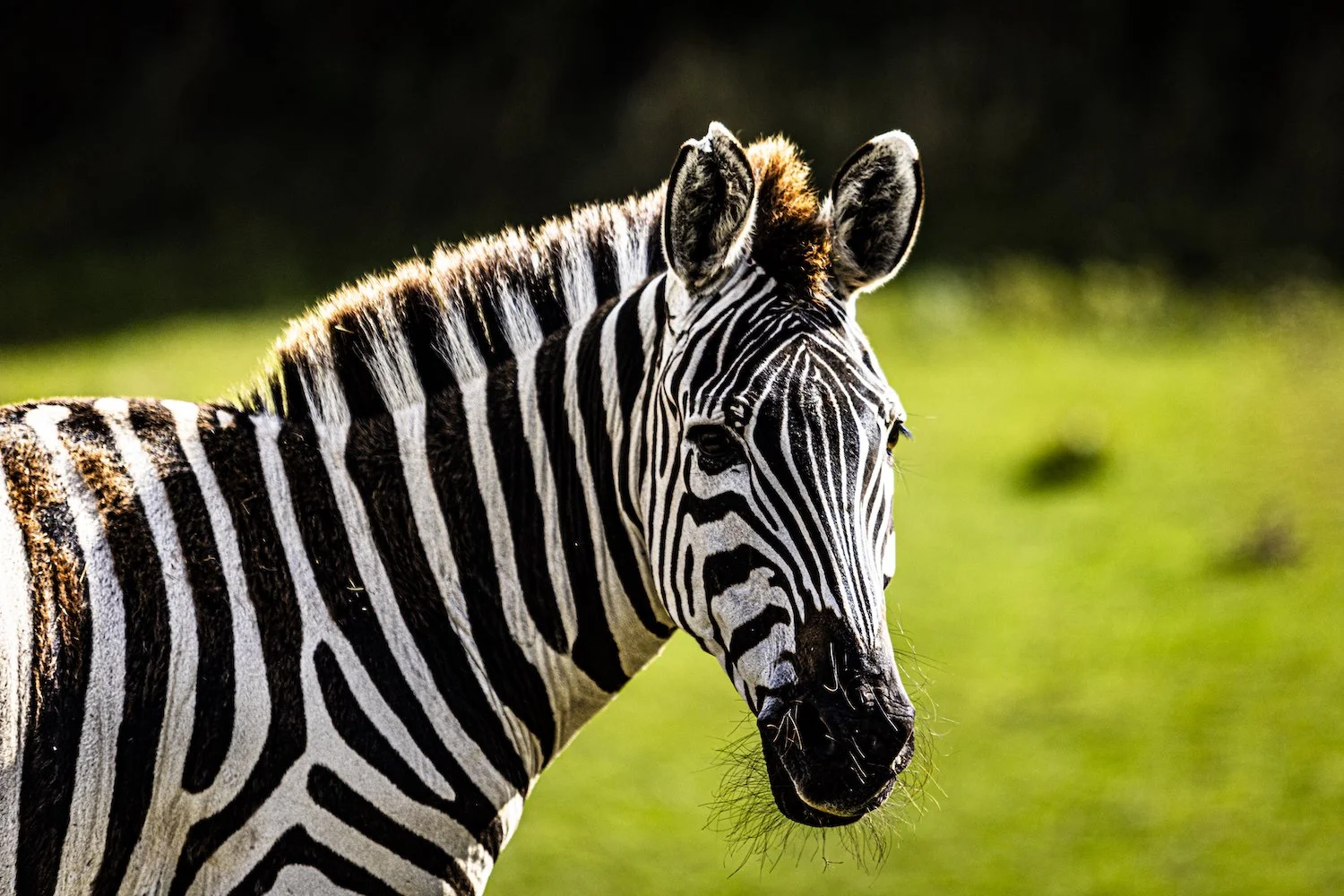 Zebra-48.jpeg