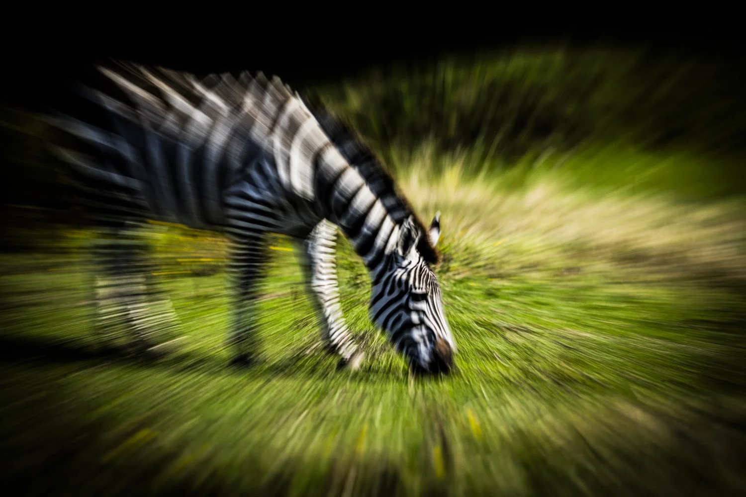 Zebra-57.jpeg