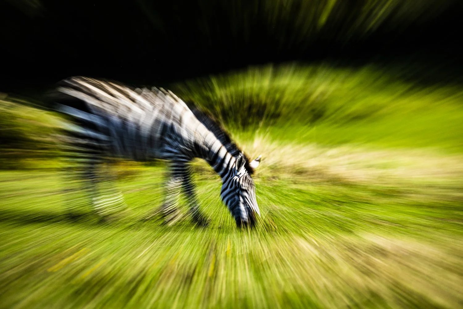 Zebra-55.jpeg