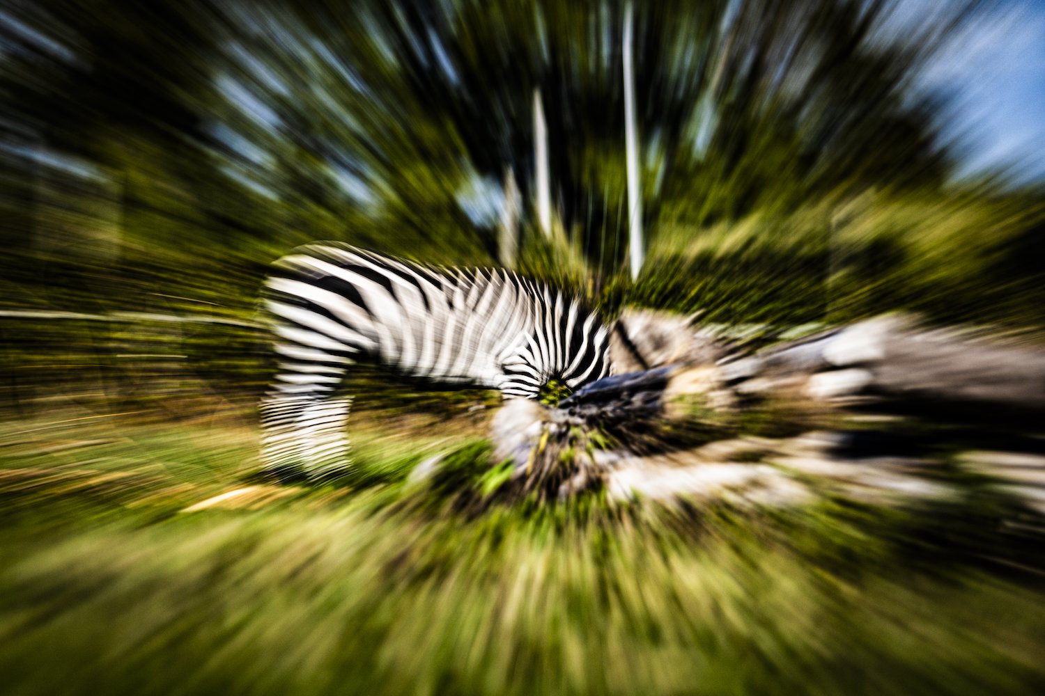 Zebra-59.jpeg