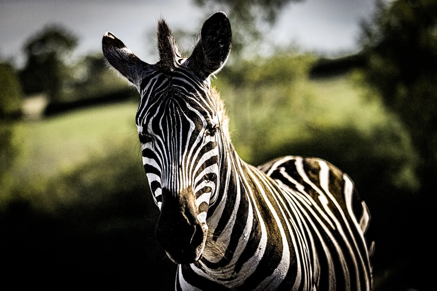 Zebra-66.jpeg