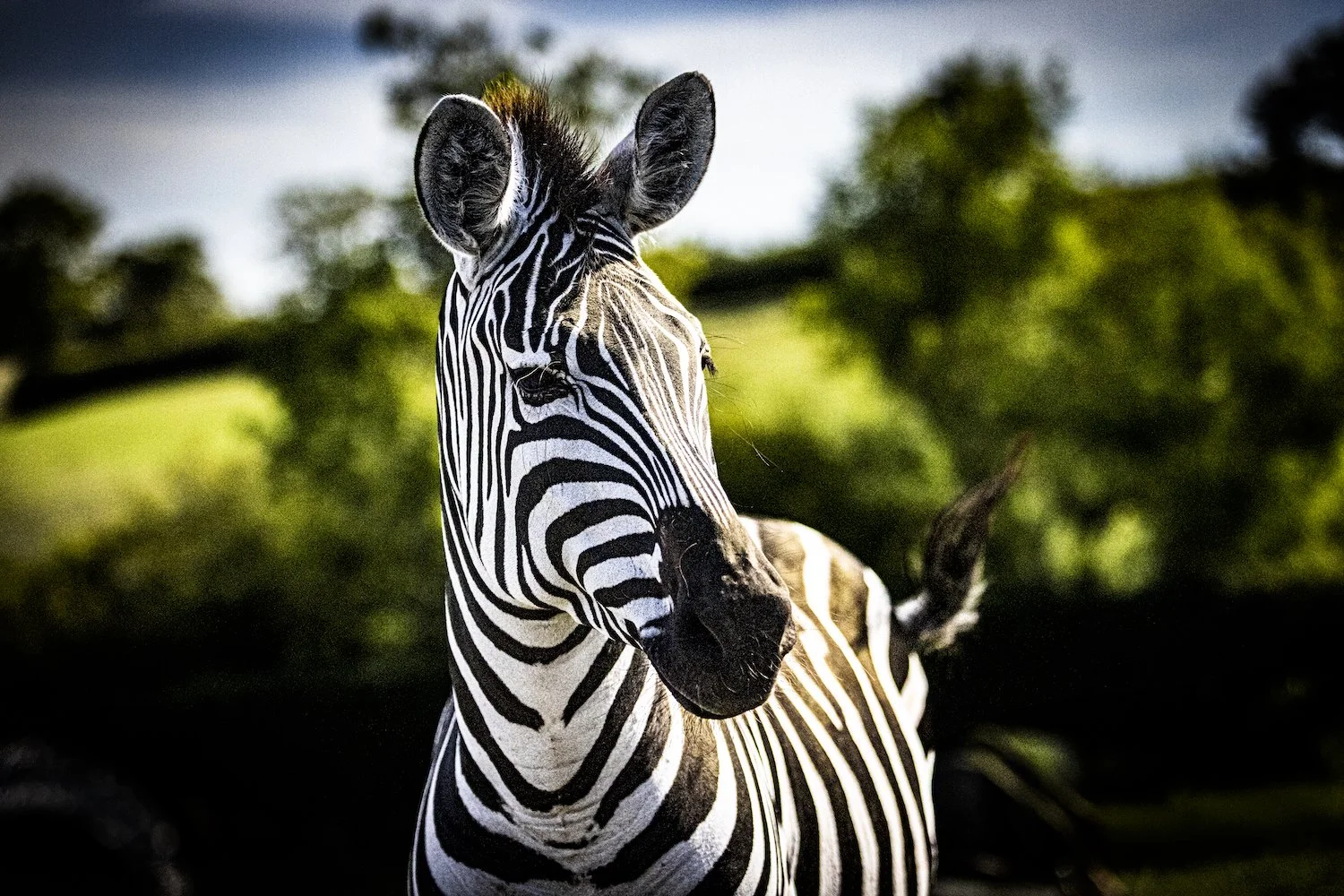 Zebra-68.jpeg