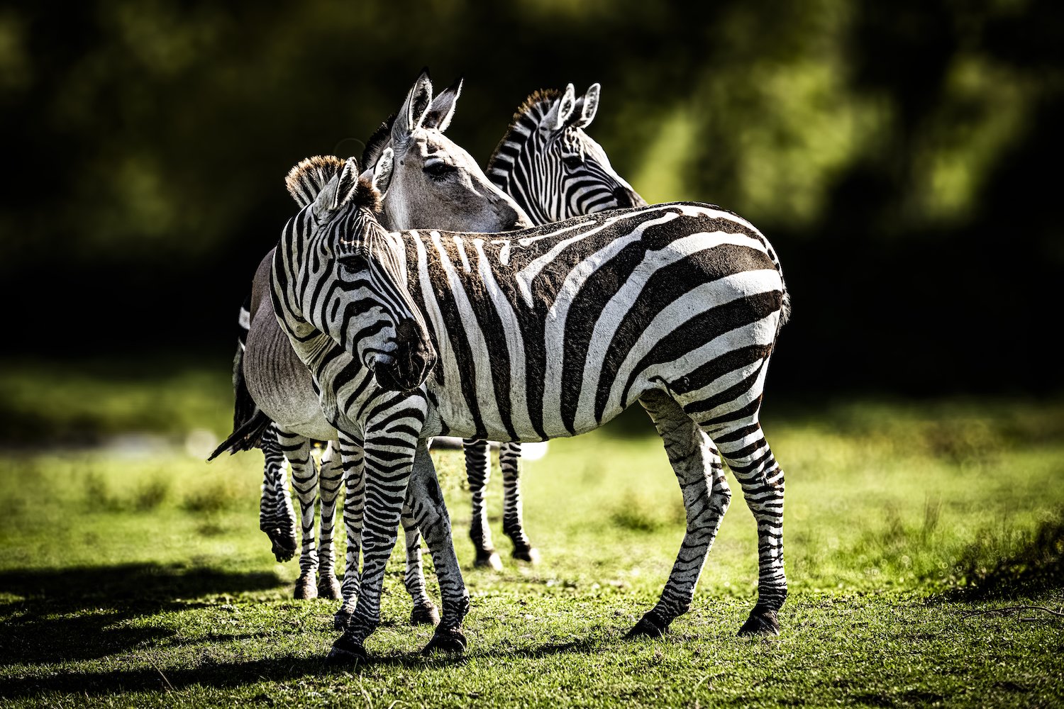 Zebra-79.jpeg