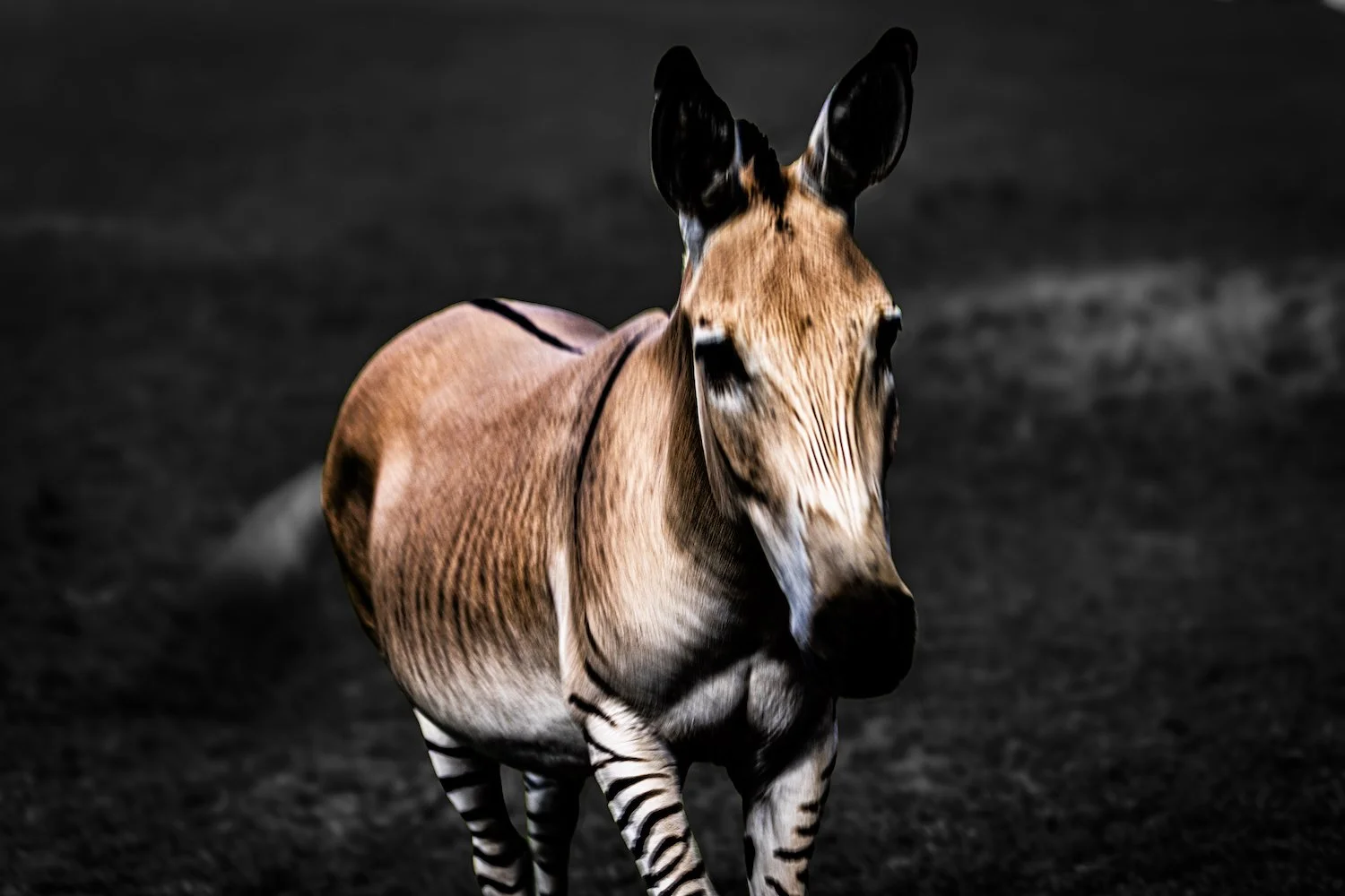 Zebra-83.jpeg