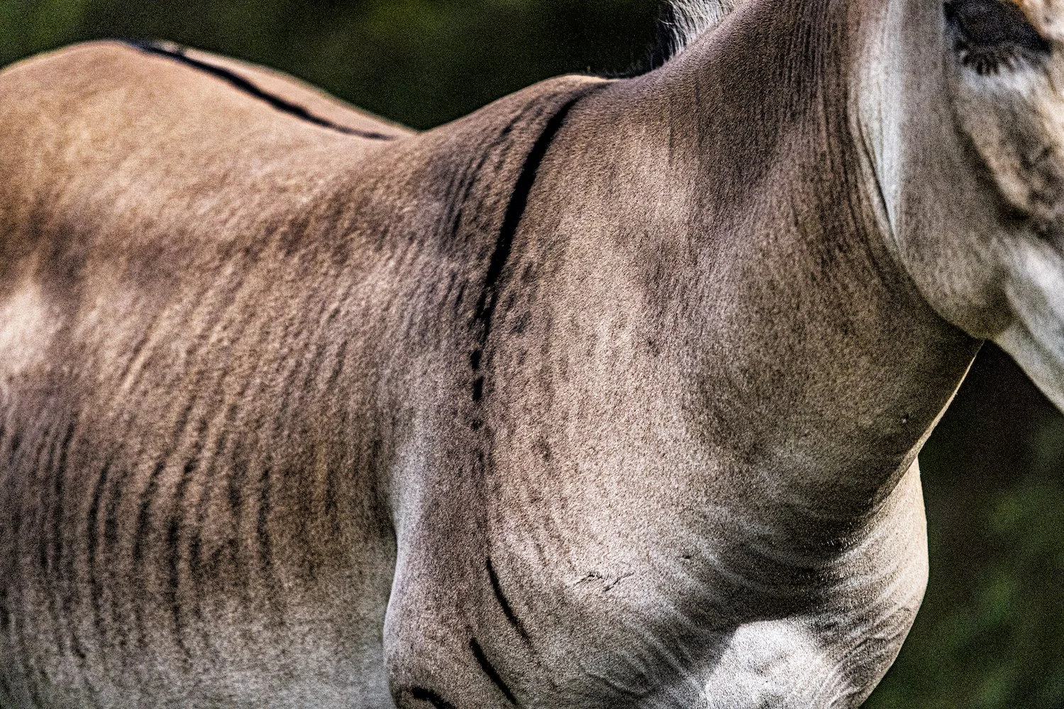 Zebra-81.jpeg