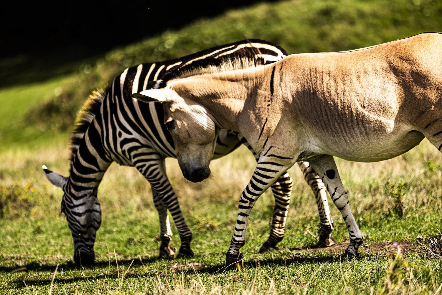 Zebra-85.jpeg