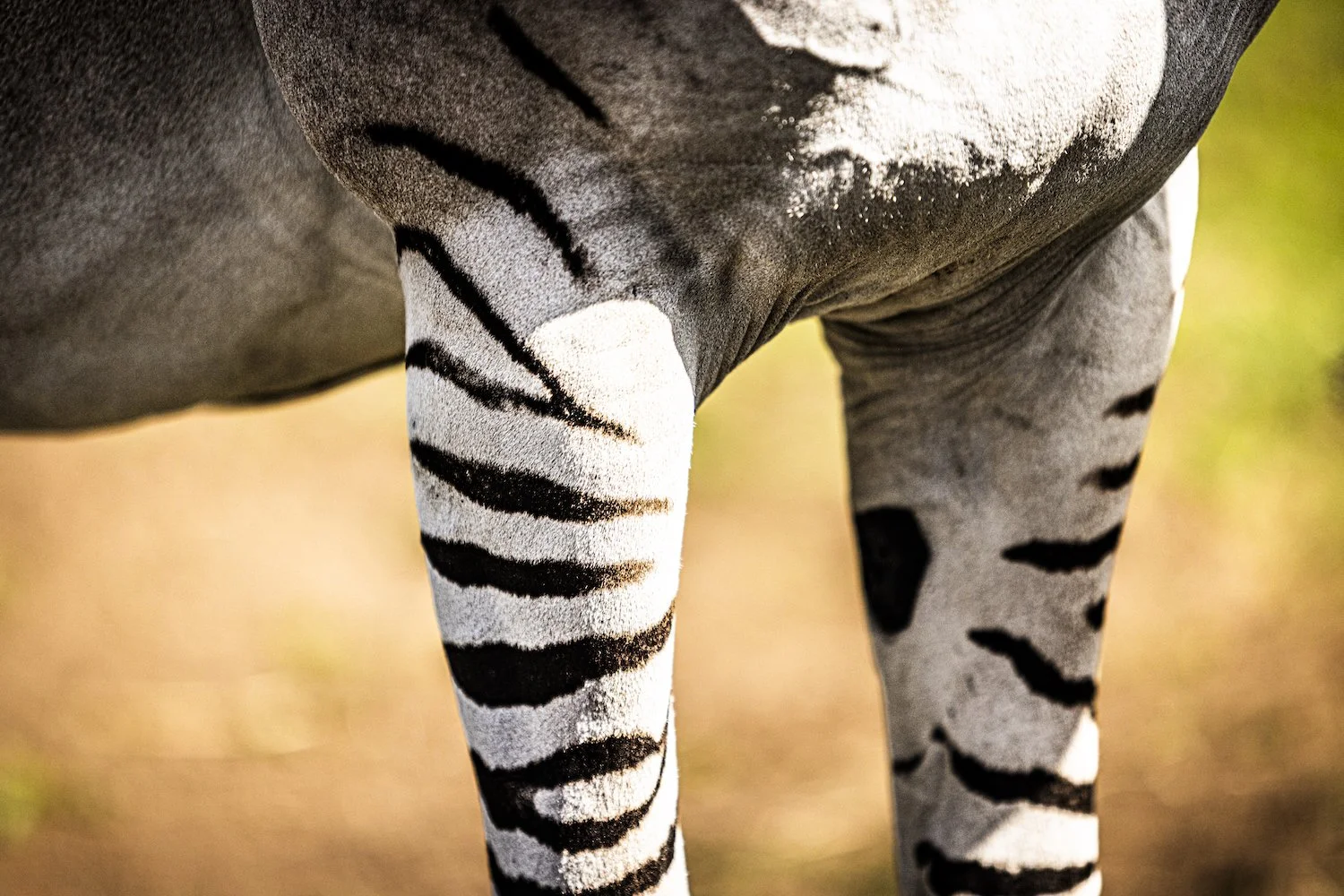 Zebra-88.jpeg
