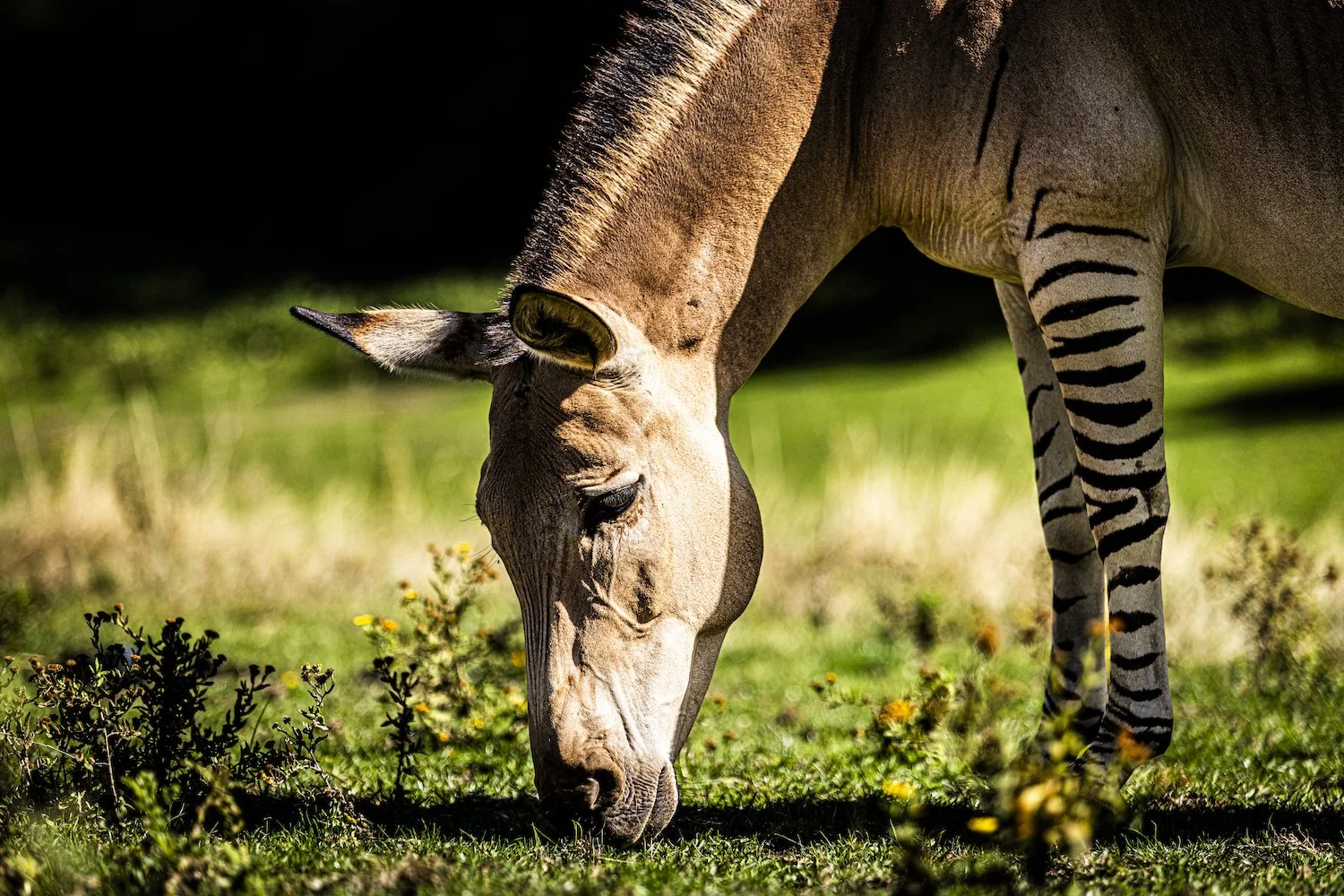 Zebra-92.jpeg