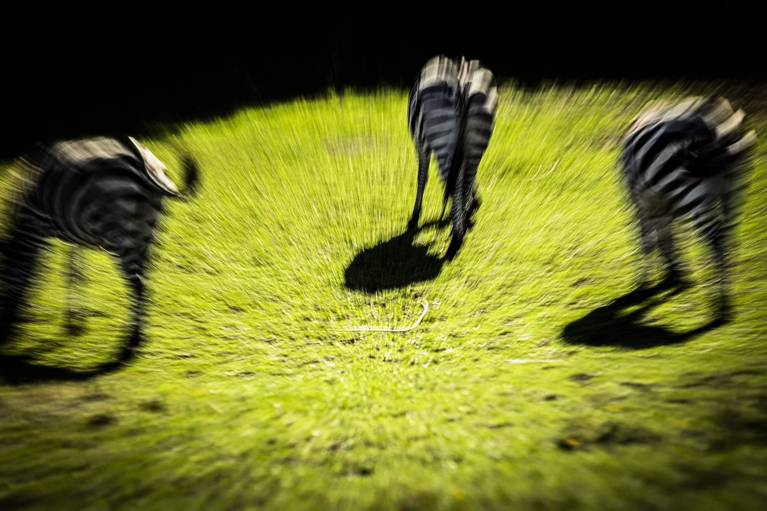 Zebra-96.jpeg