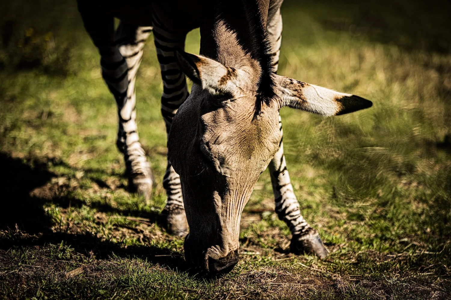 Zebra-101.jpeg
