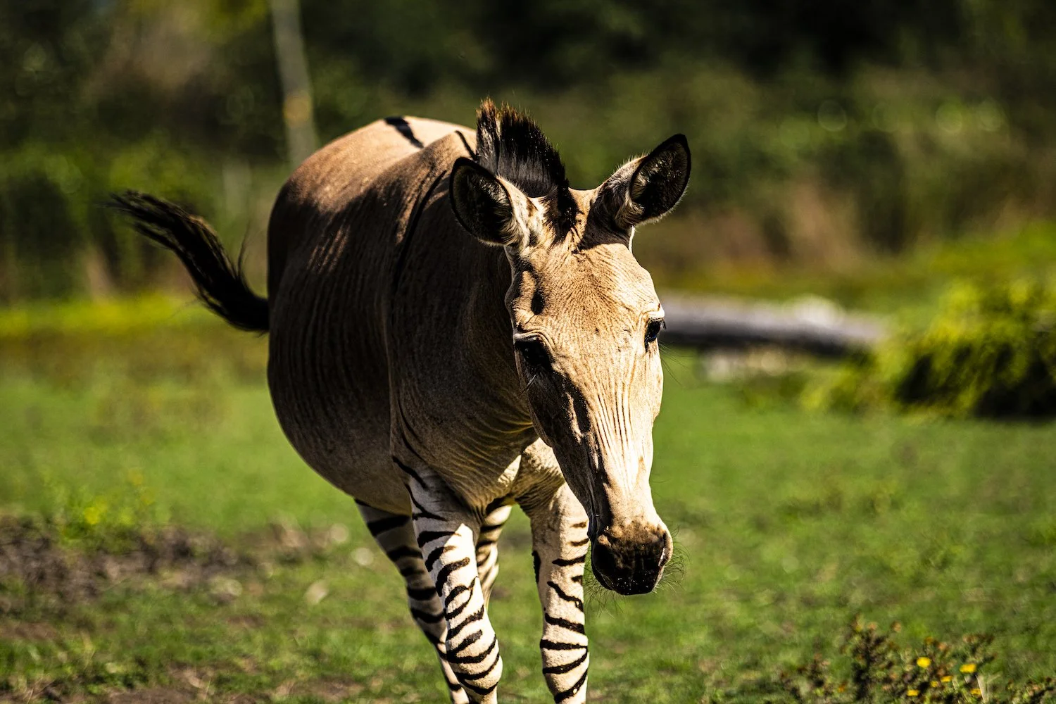 Zebra-103.jpeg