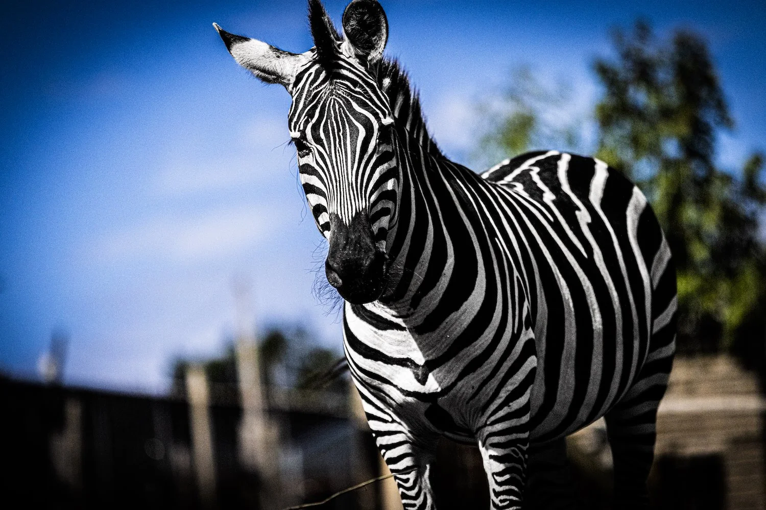Zebra-111.jpeg