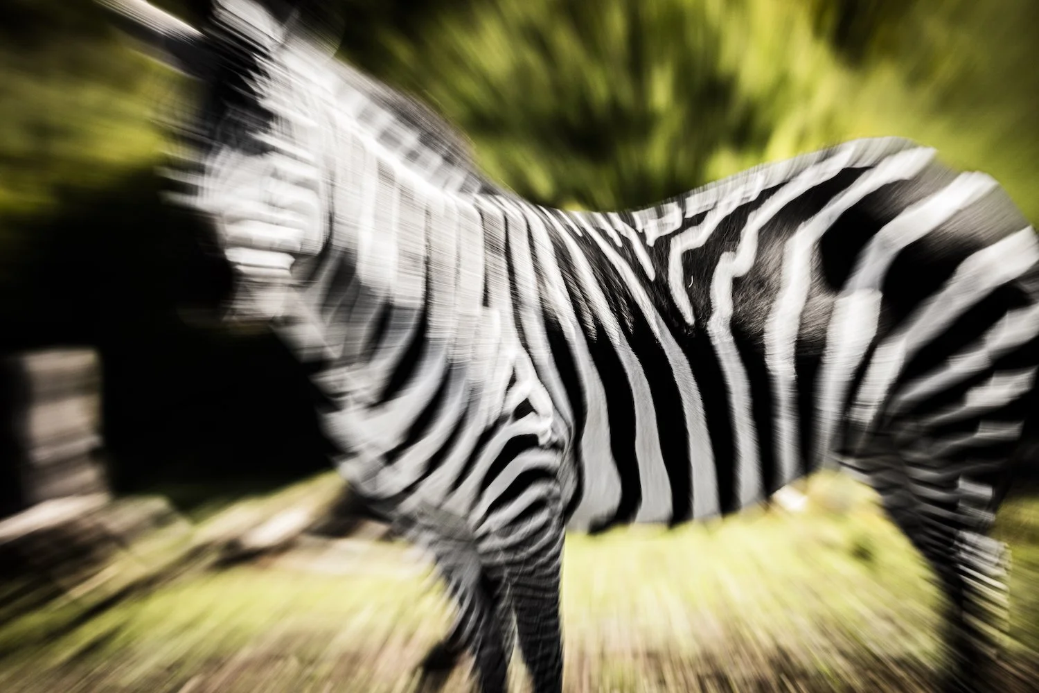 Zebra-114.jpeg