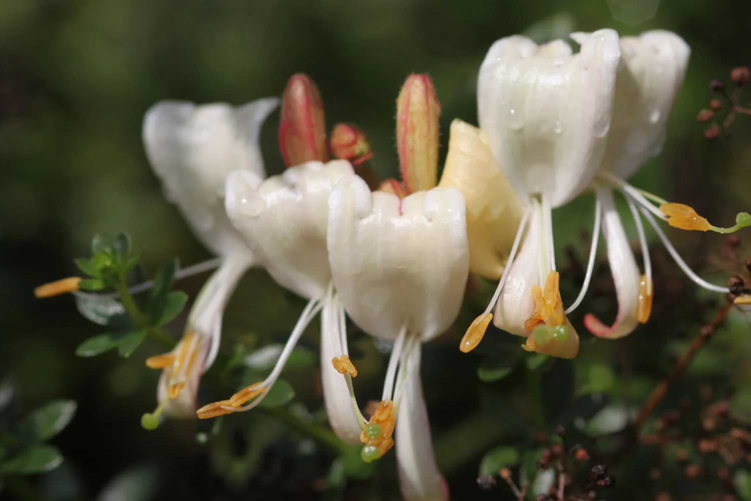 honeysuckle
