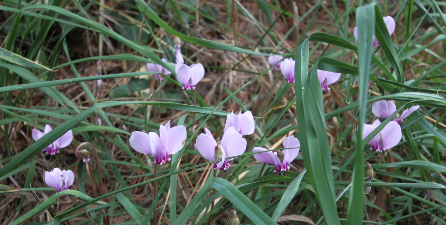 cyclamen