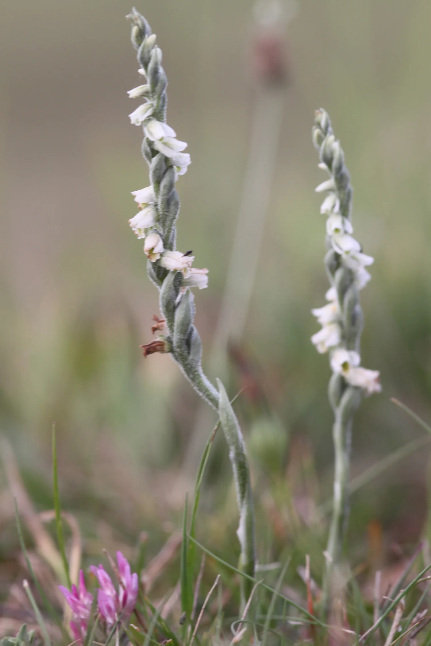 autumn ladies tresses