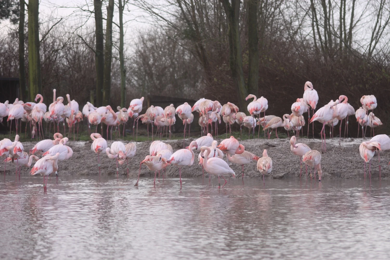 greater flamingos