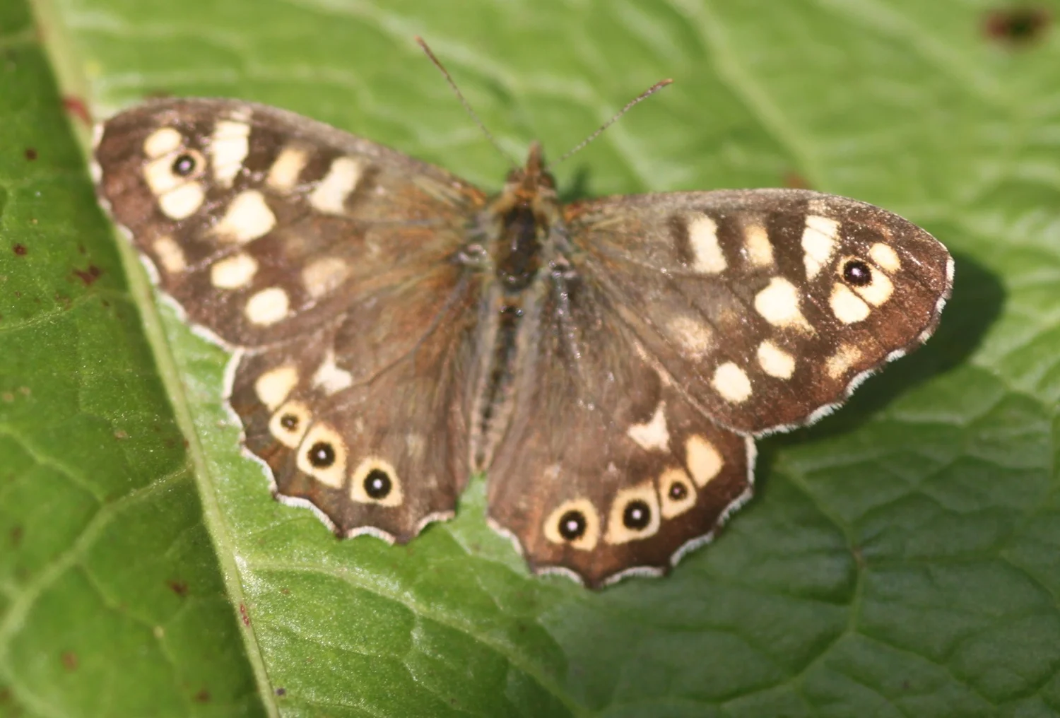 speckled wood butterfly