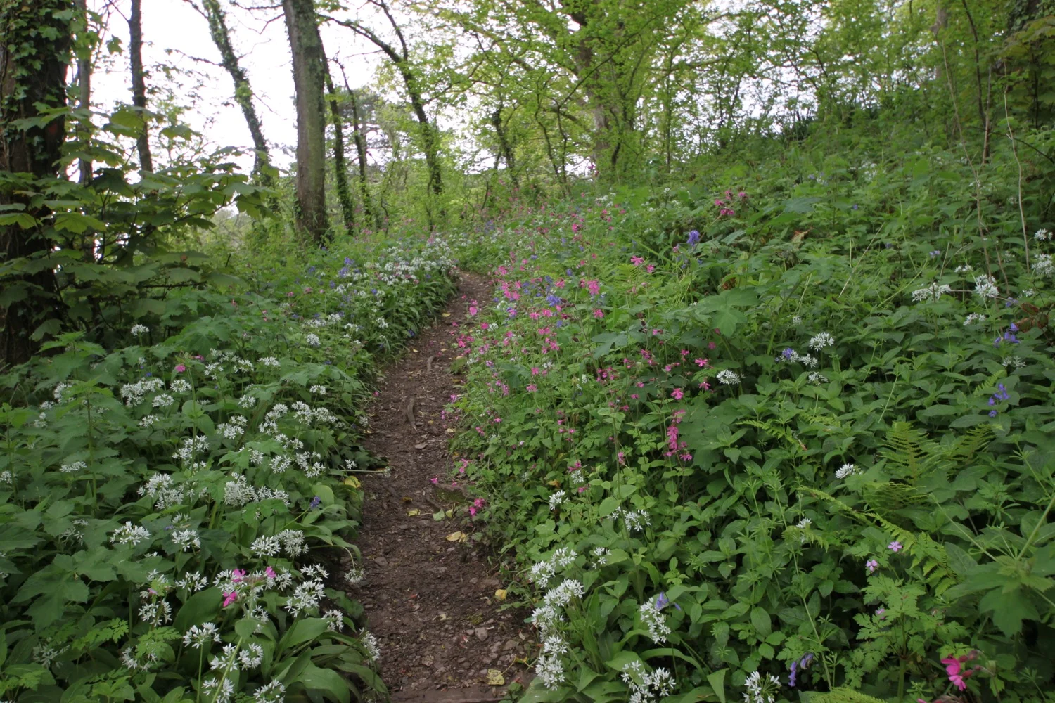 woodland flowers
