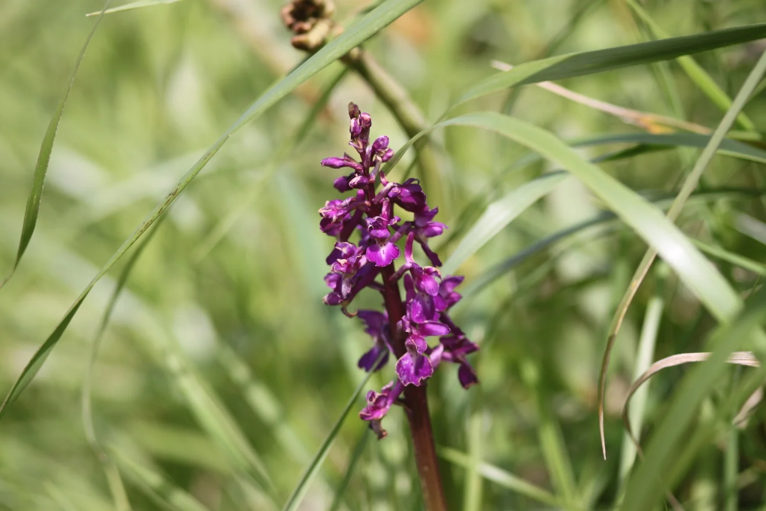 orchid