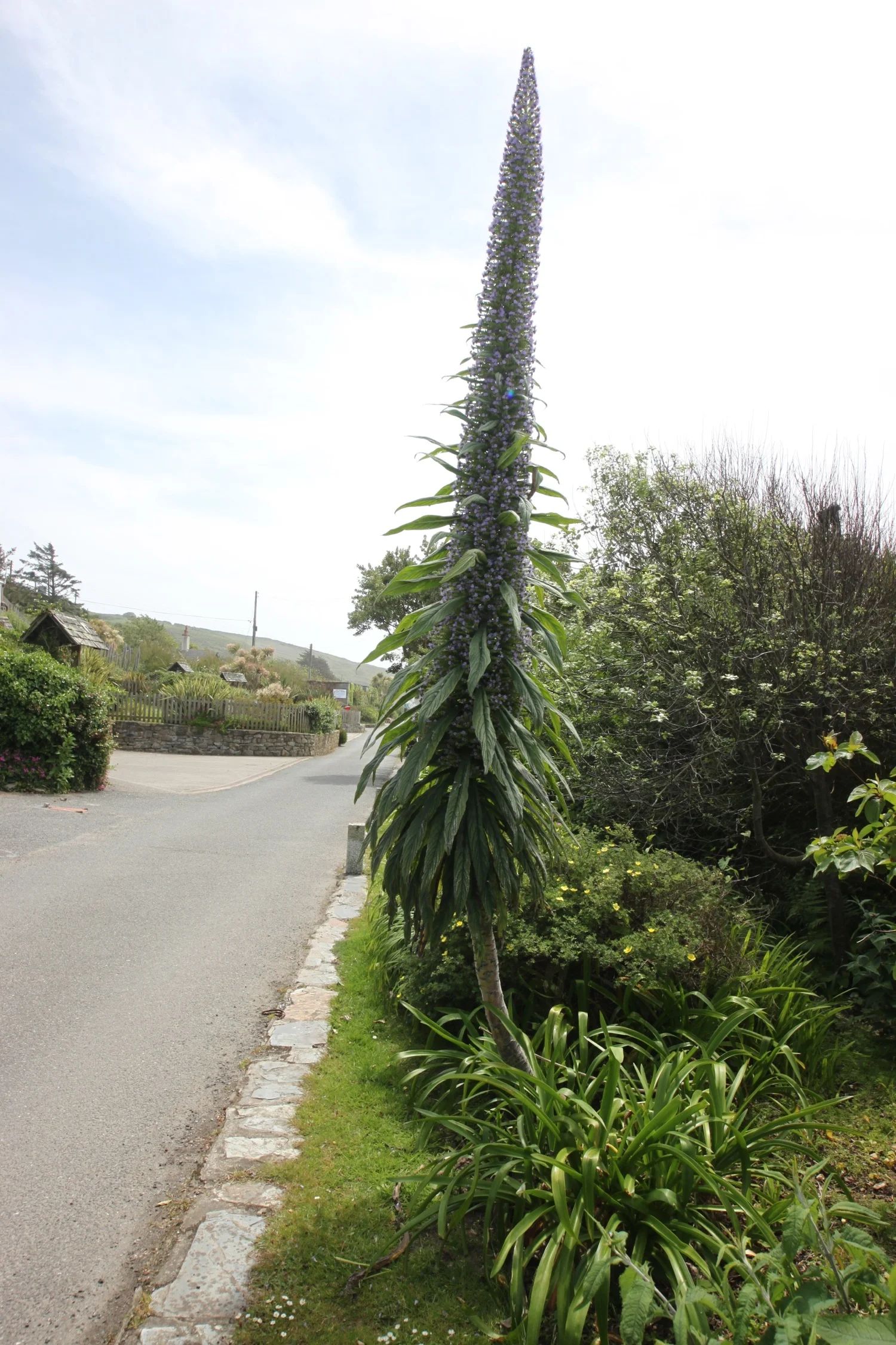 echium