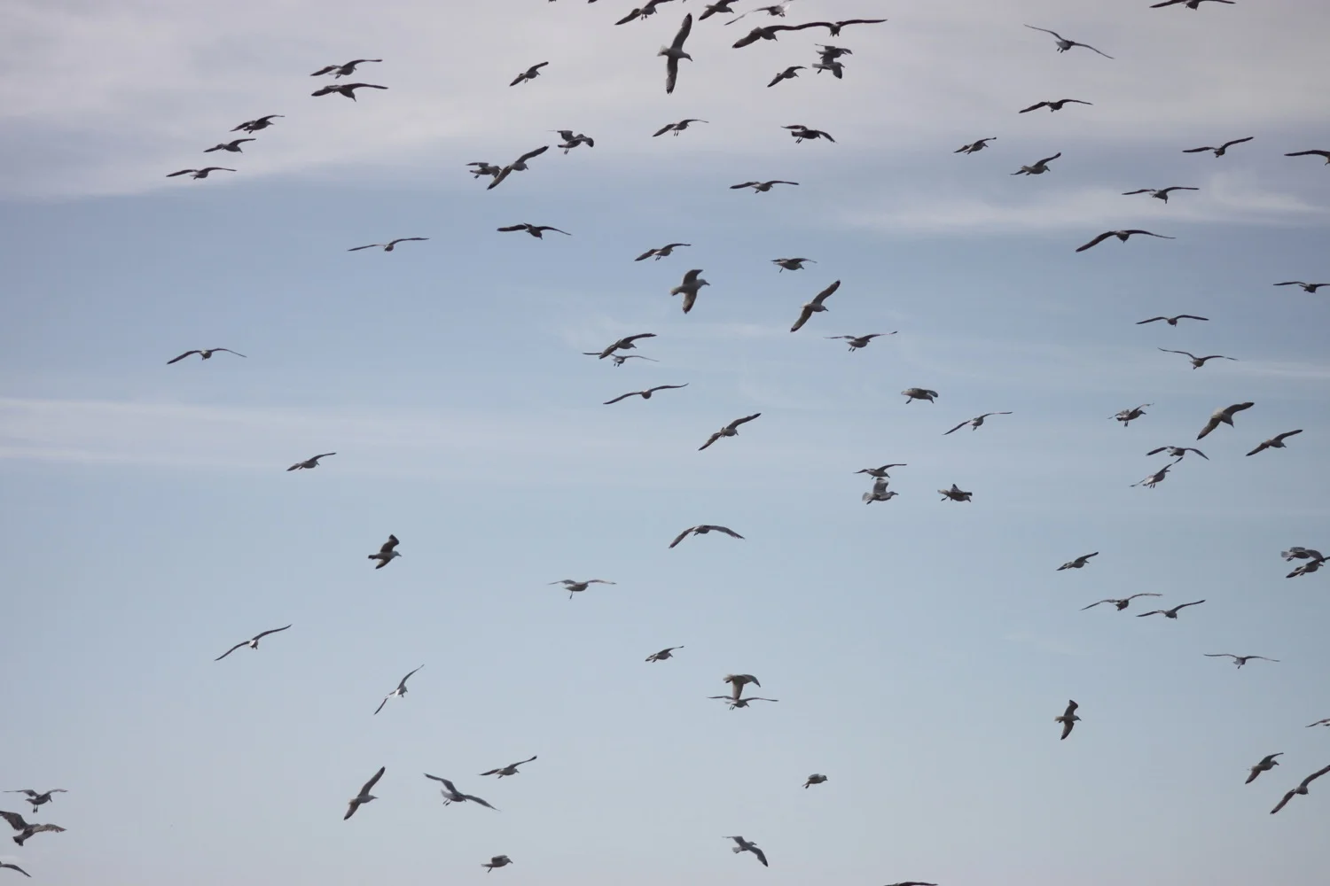 seagulls