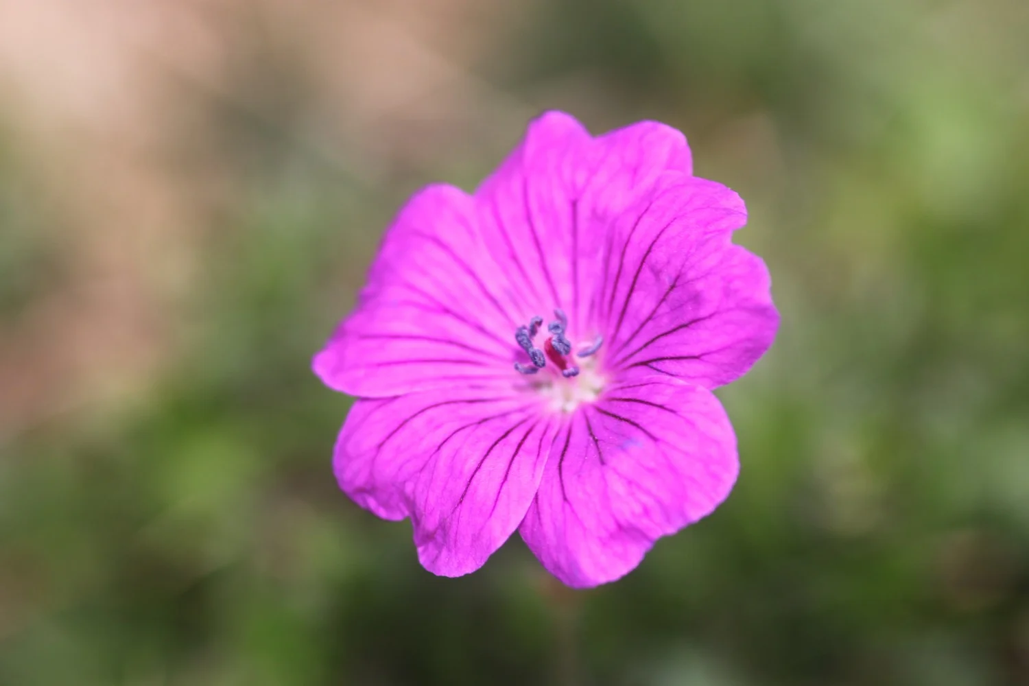 bloody cranesbill