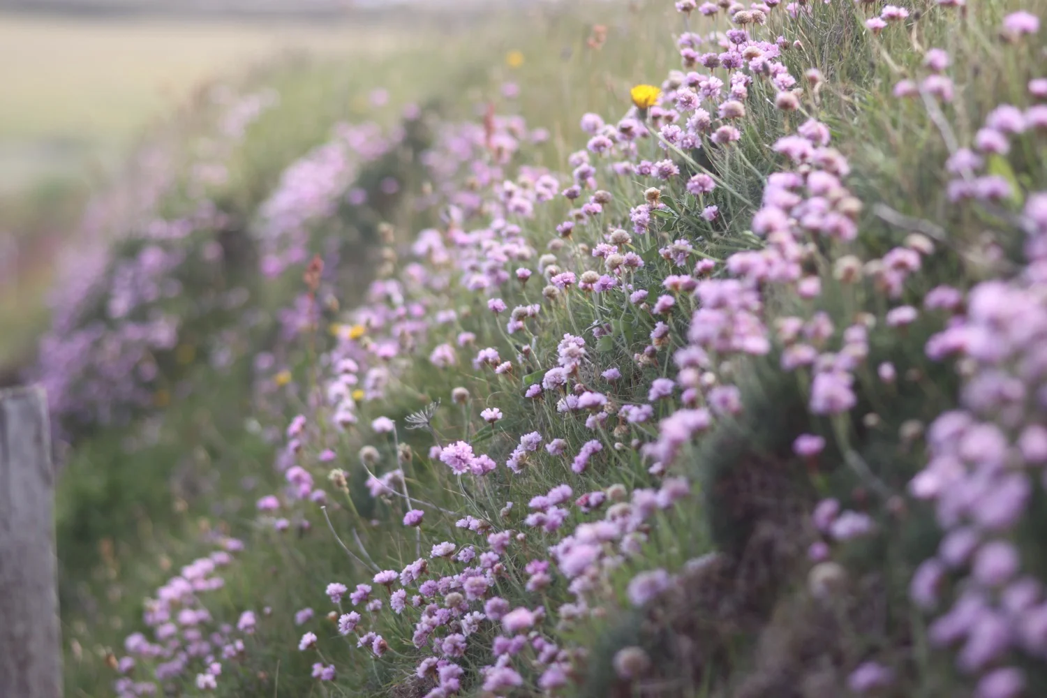 sea thrift