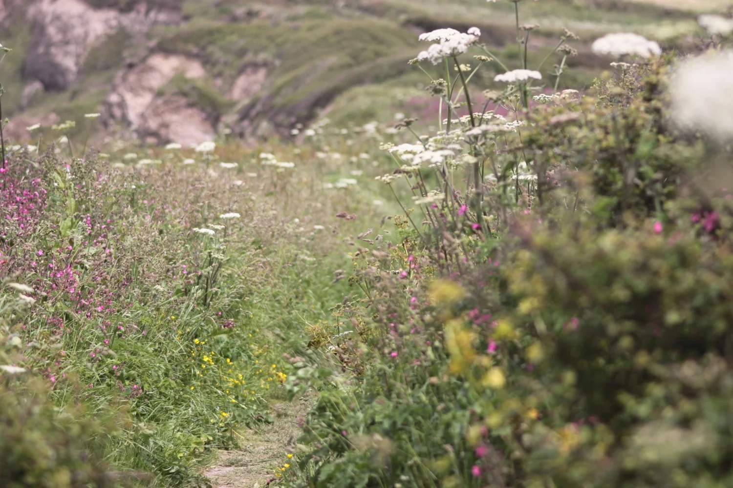 wild flowers on halzephron cliff