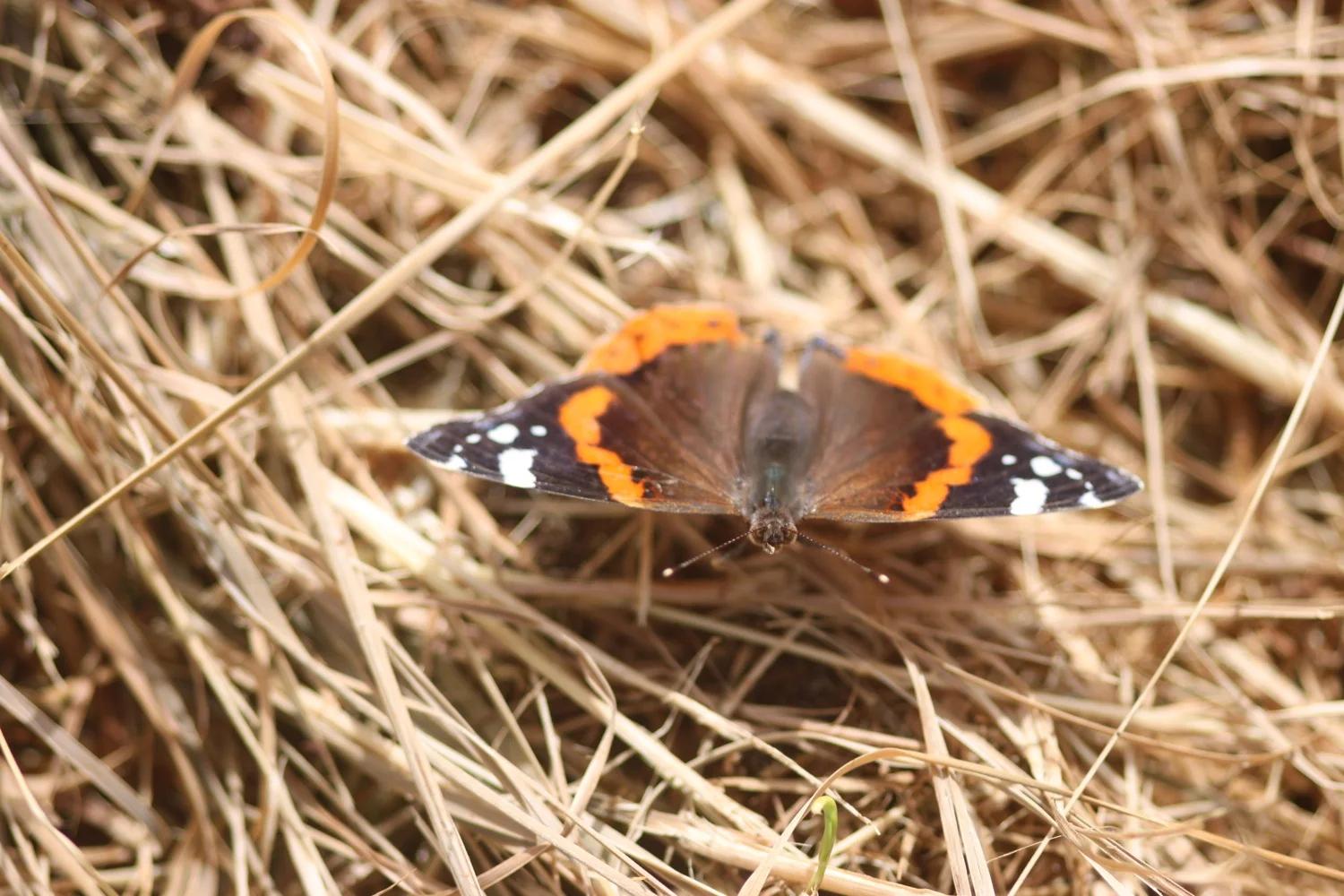 red admiral