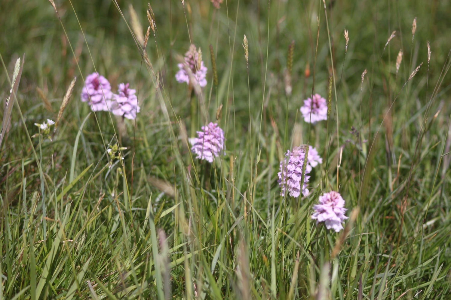 orchids 5.jpg